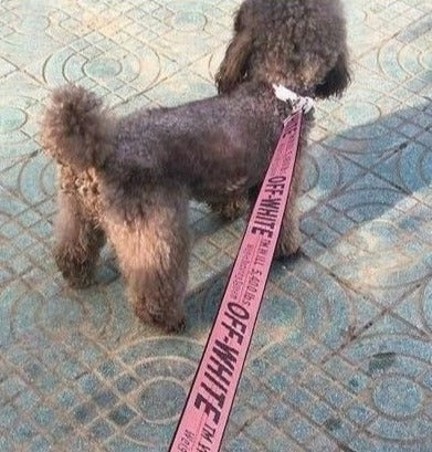 OFF PUP WHITE LEASH & COLLAR SET image 3