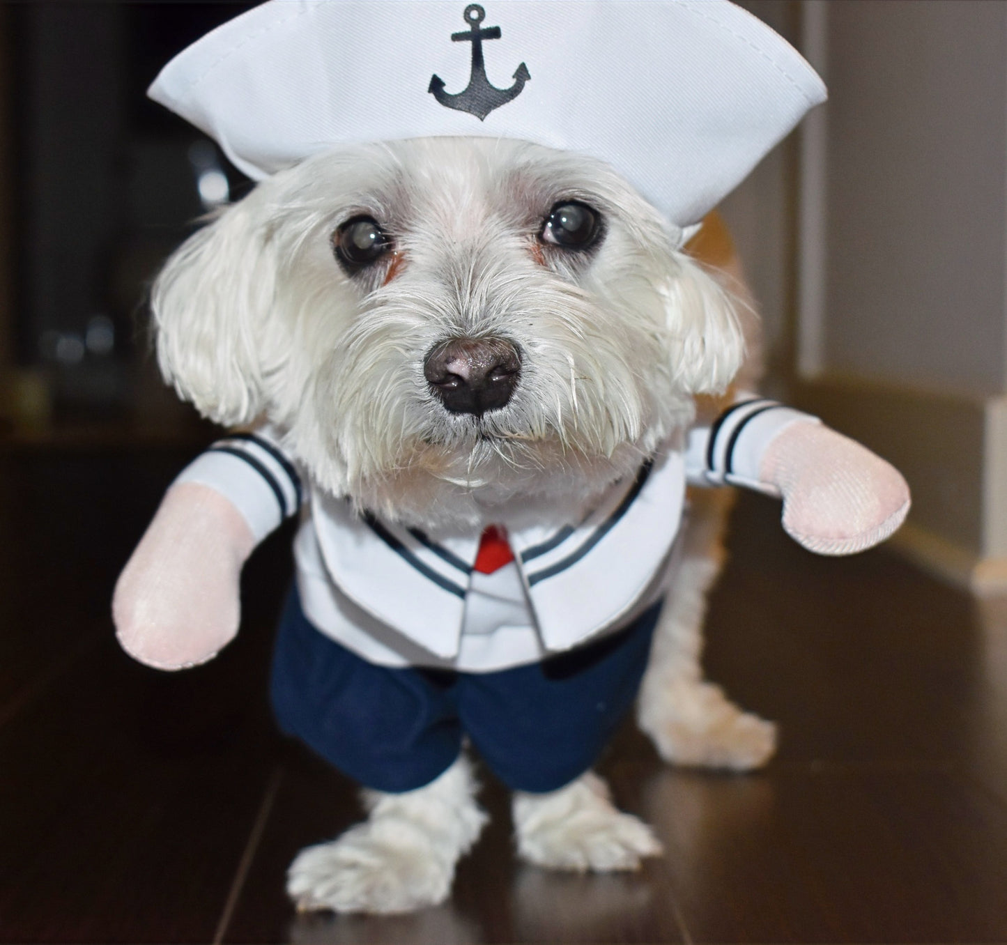 SAILOR PUP image 1