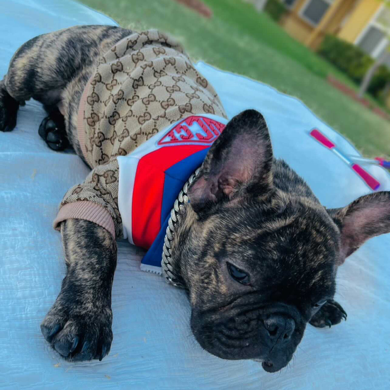 "ALL AMERICAN" PUPCCI JACKET image 0
