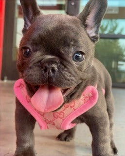 DOUBLE G PINK HARNESS SET image 0