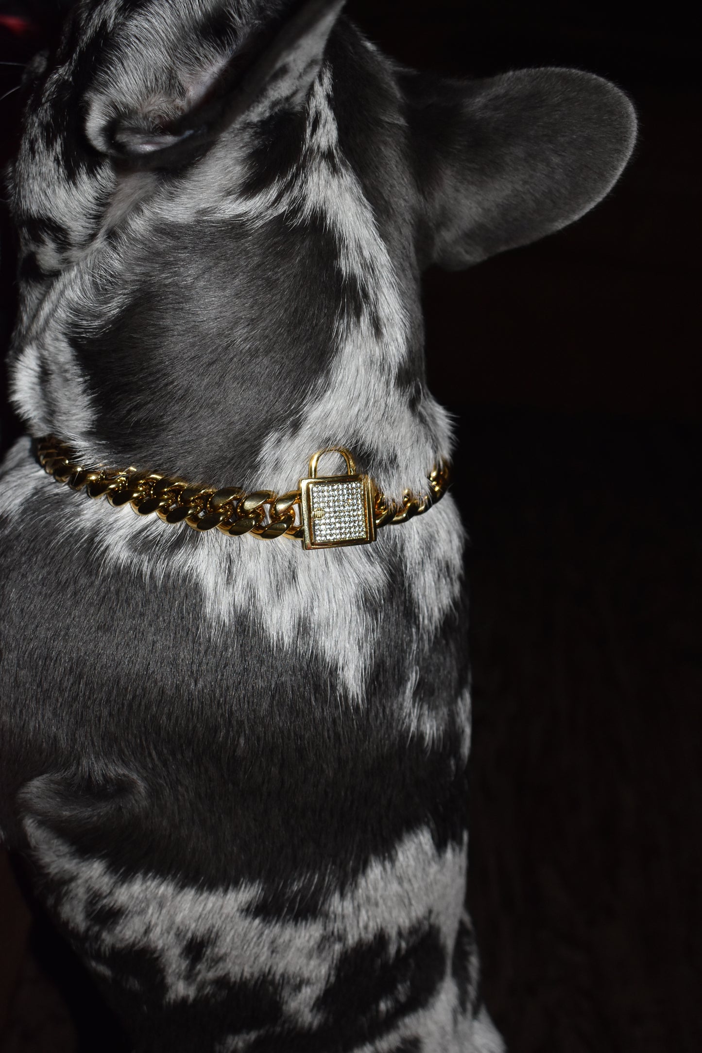 CUBAN BLING LOCK COLLAR image 1