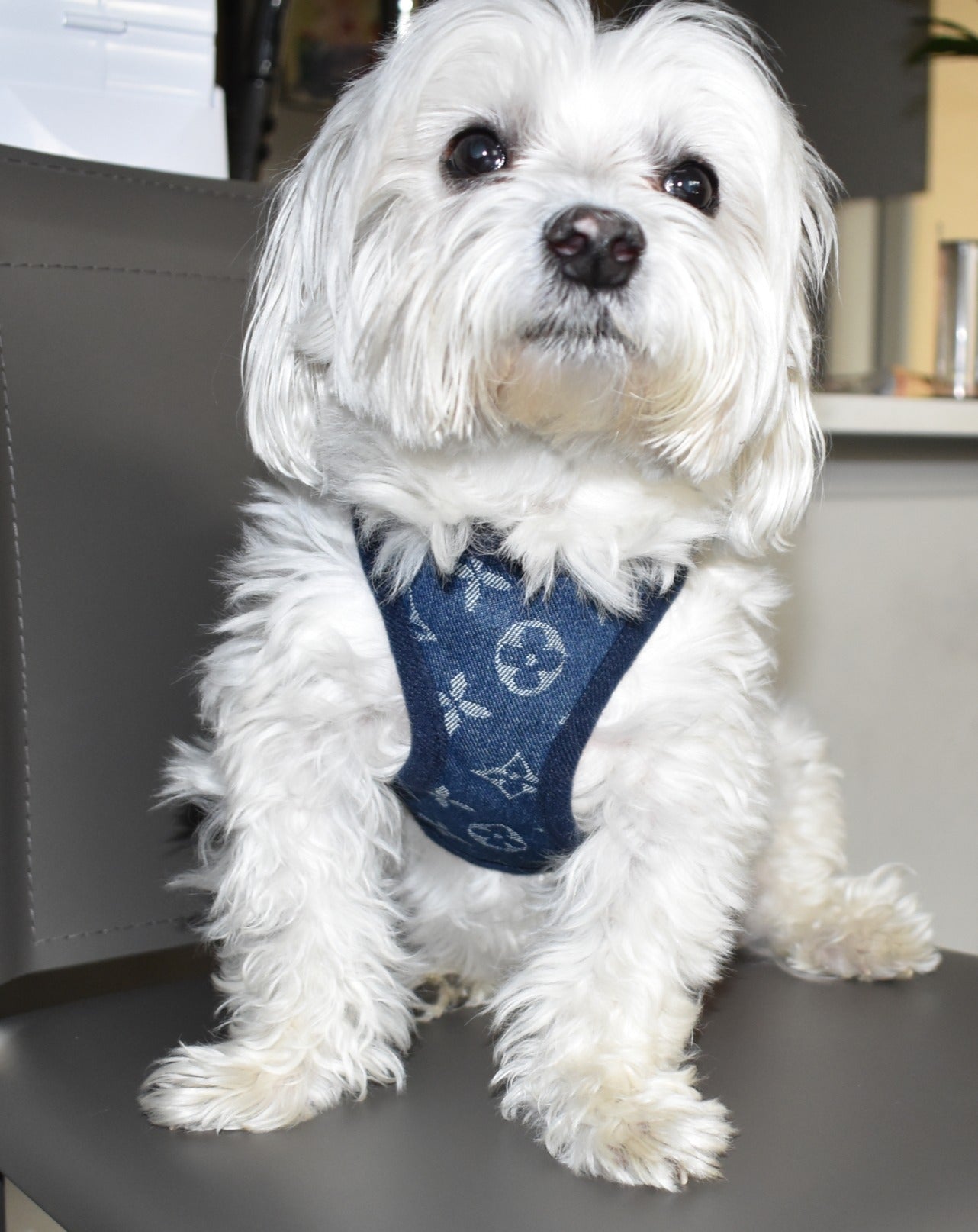 DENIM LV HARNESS SET image 1