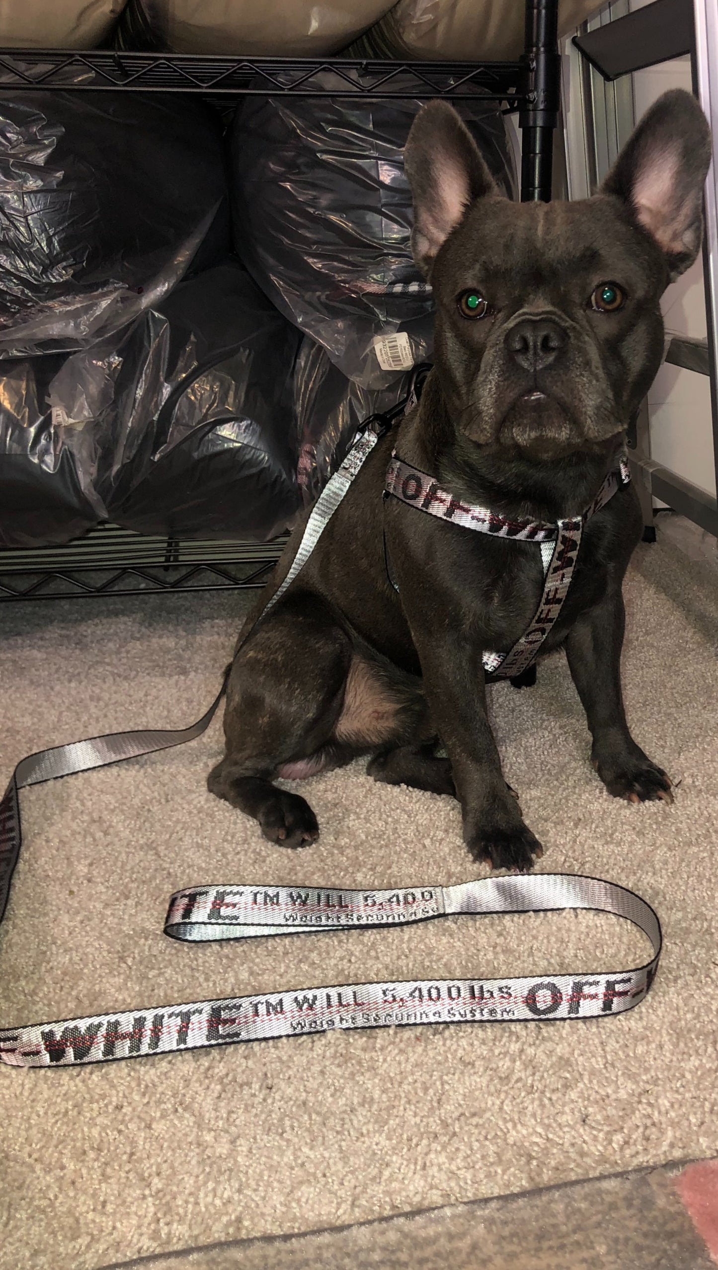 OFF PUP WHITE LEASH & HARNESS SET image 1