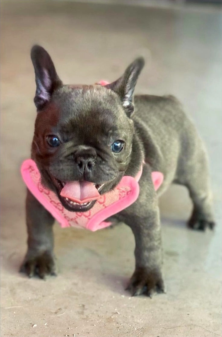 DOUBLE G PINK HARNESS SET image 1