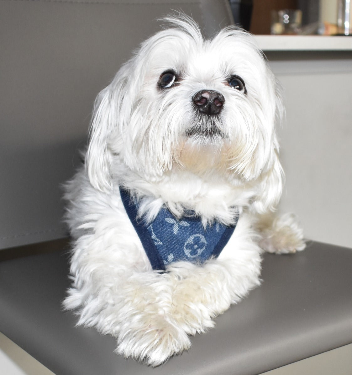 DENIM LV HARNESS SET image 4