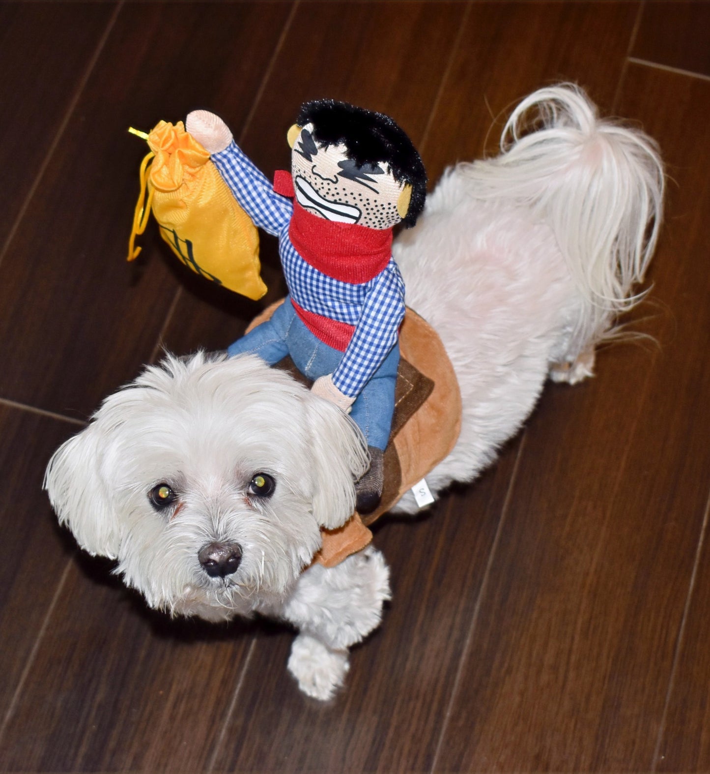 BANK ROBBER PUP image 3