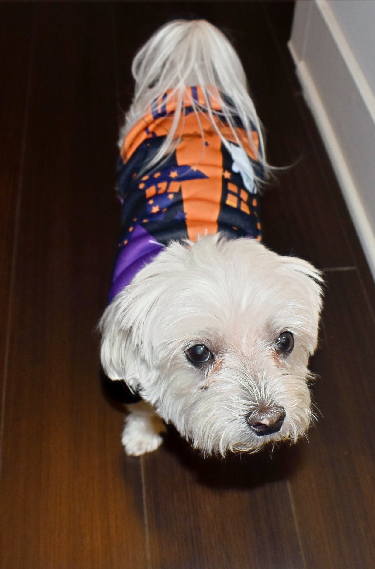 HALLOWEEN NIGHT SWEATER image 2