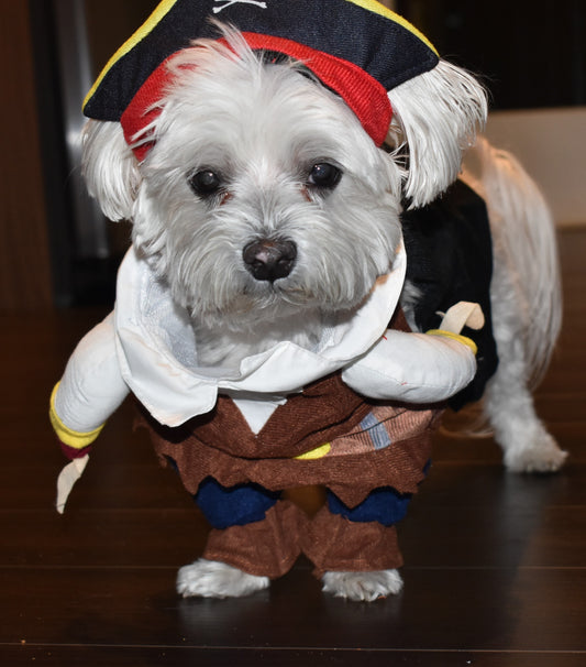PIRATE PUP image 0