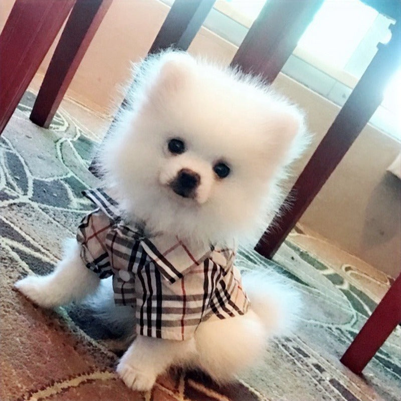 PUPBERRY PLAID BUTTON DOWN COLLAR SHIRT image 0