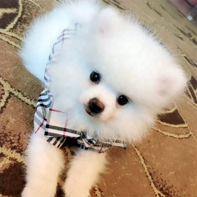 PUPBERRY PLAID BUTTON DOWN COLLAR SHIRT image 3
