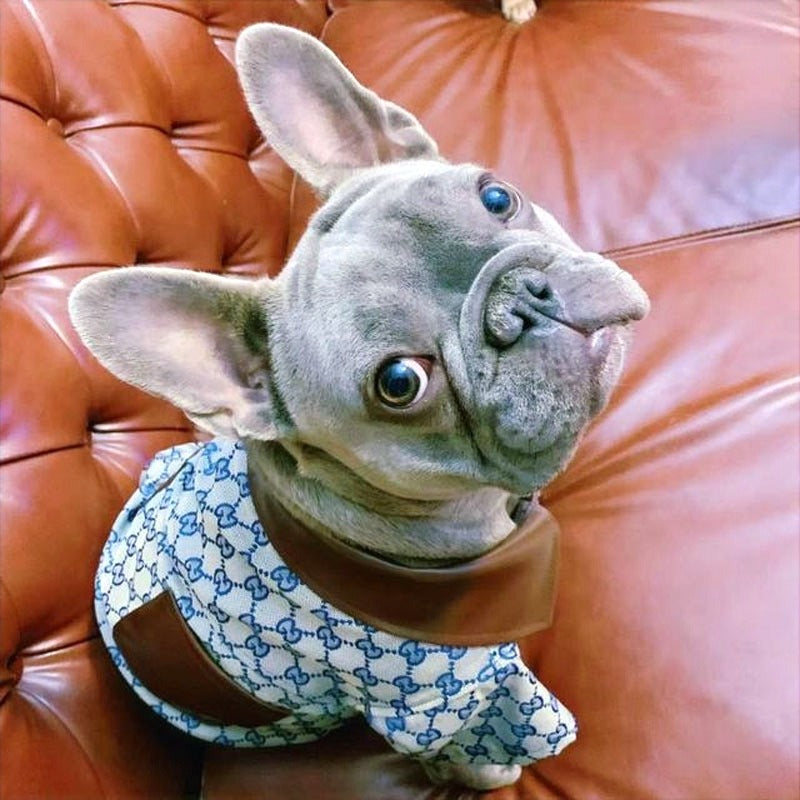 "SCHWAG" PUPCCI SHIRT image 0