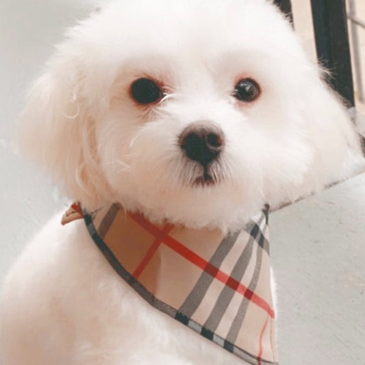 PUPBERRY PLAID TRADITIONAL SCARF image 0